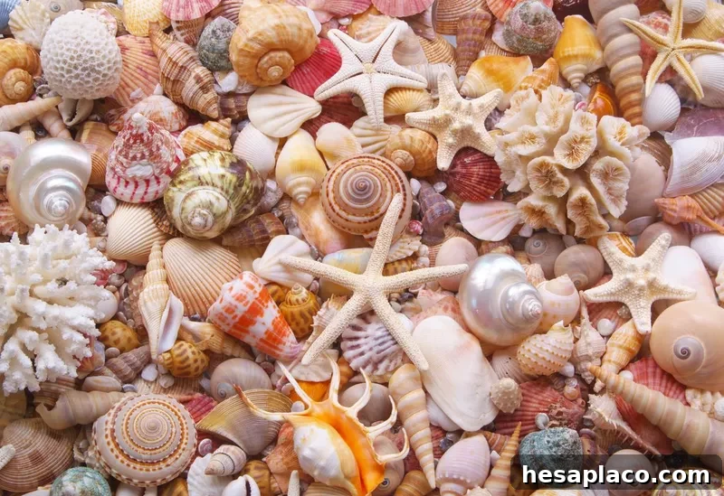 Seashells and starfish