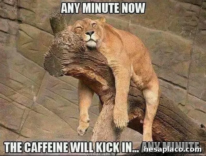 Sleepy lion needs coffee