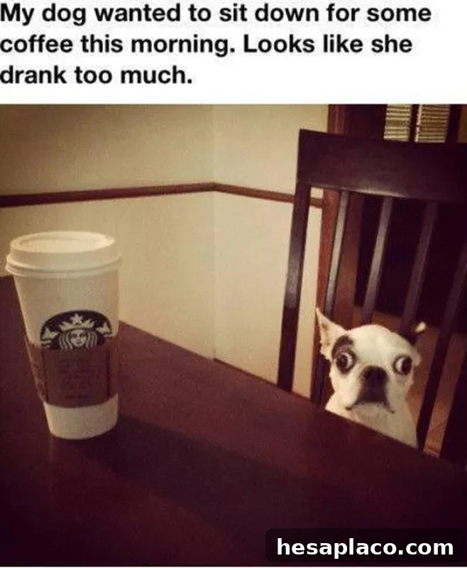 Dog drinking coffee