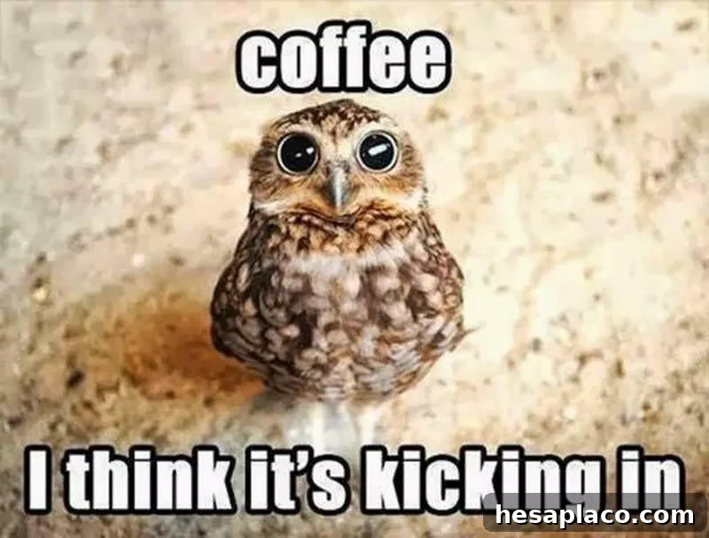 Cute owl drinking coffee