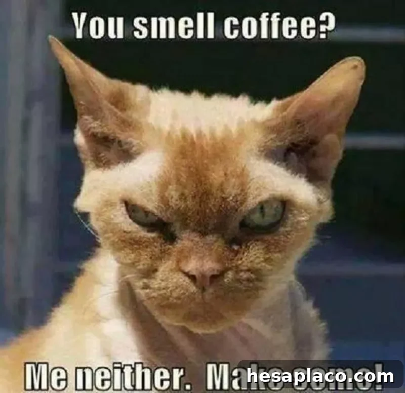 Cat demanding coffee meme