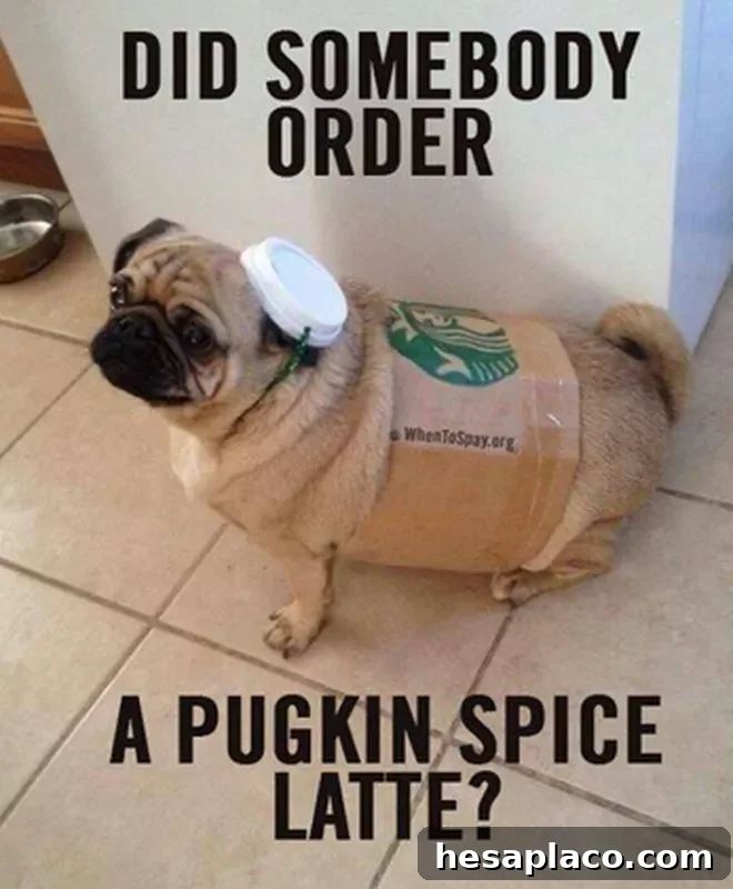 Pugkin spice latte meme