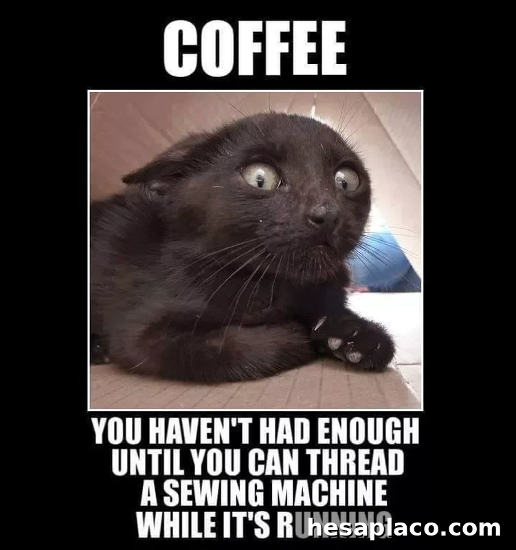 Hyper cat after drinking coffee