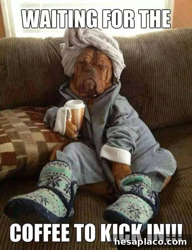 Grumpy dog drinking coffee in a robe meme