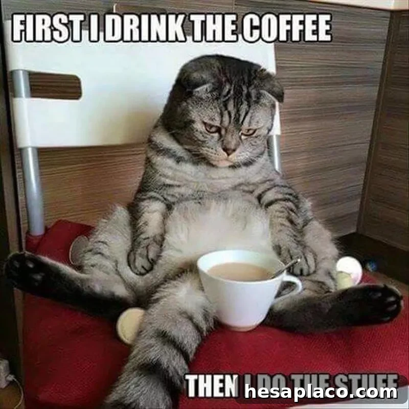Cat staring at coffee