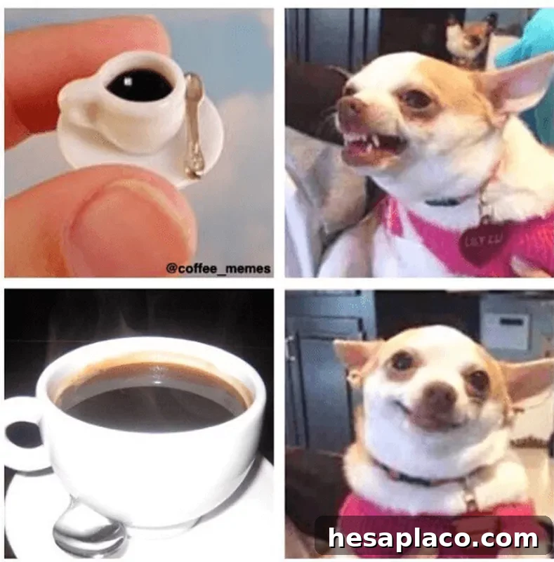 Dog growling at small coffee