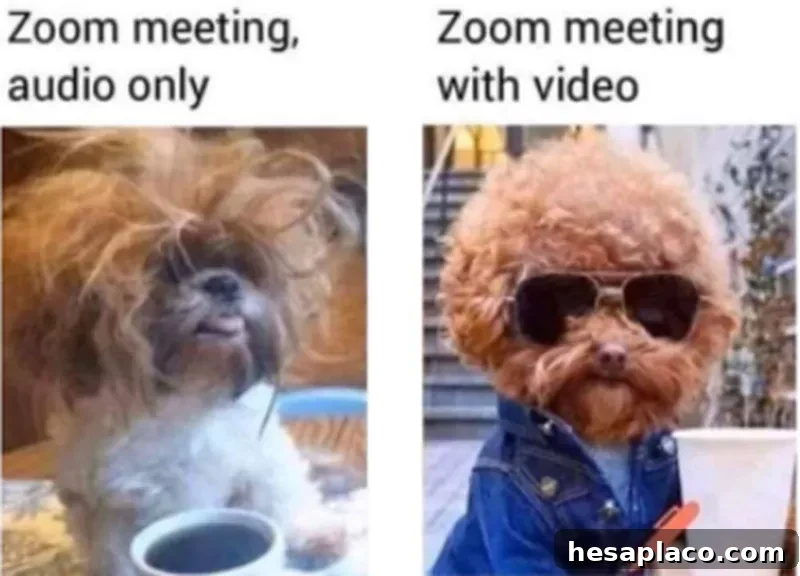 Zoom meeting meme