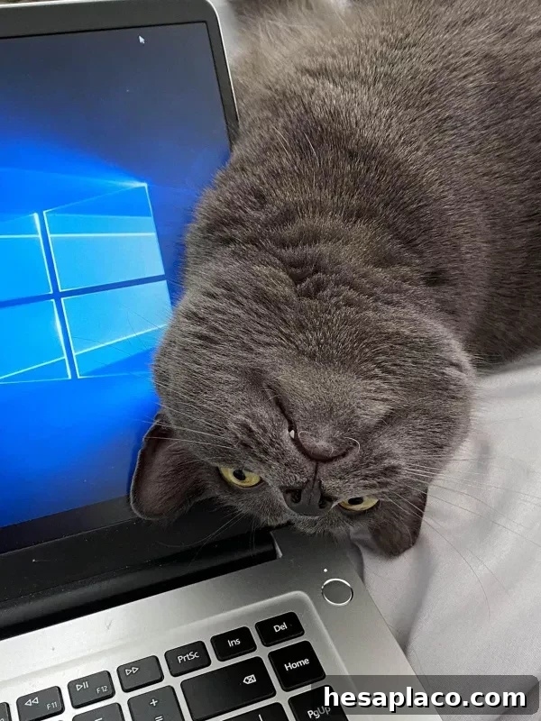 Cat interrupting work
