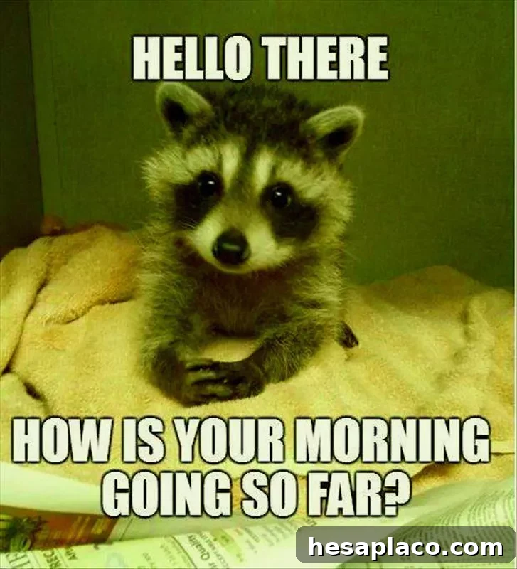 Cute raccoon meme