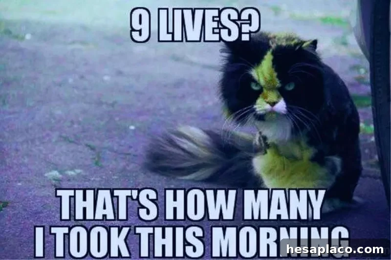 Angry cat morning meme