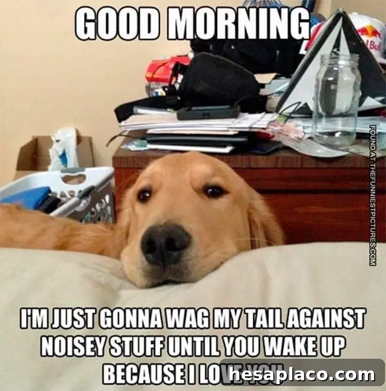Happy golden retriever meme