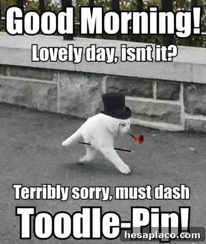 Dapper cat meme
