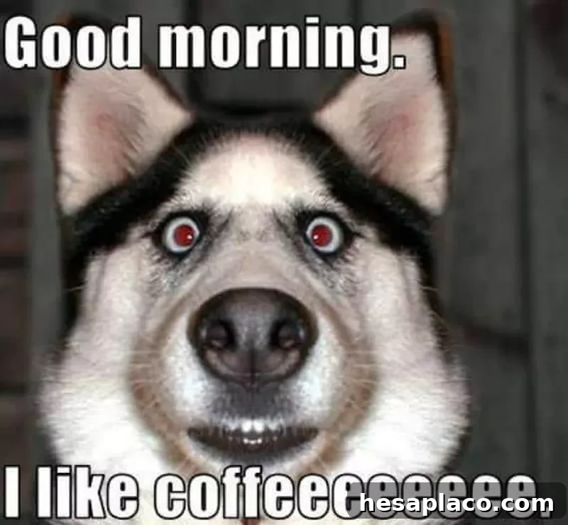 Coffee husky meme