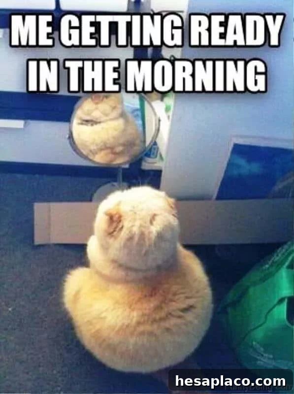 Cat getting ready meme