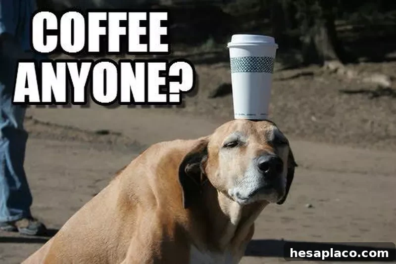 Dog with morning coffee meme