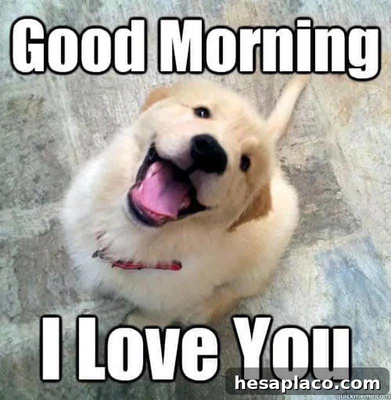 Happy puppy meme