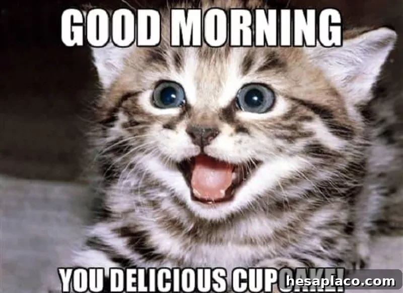 Cute kitten morning meme