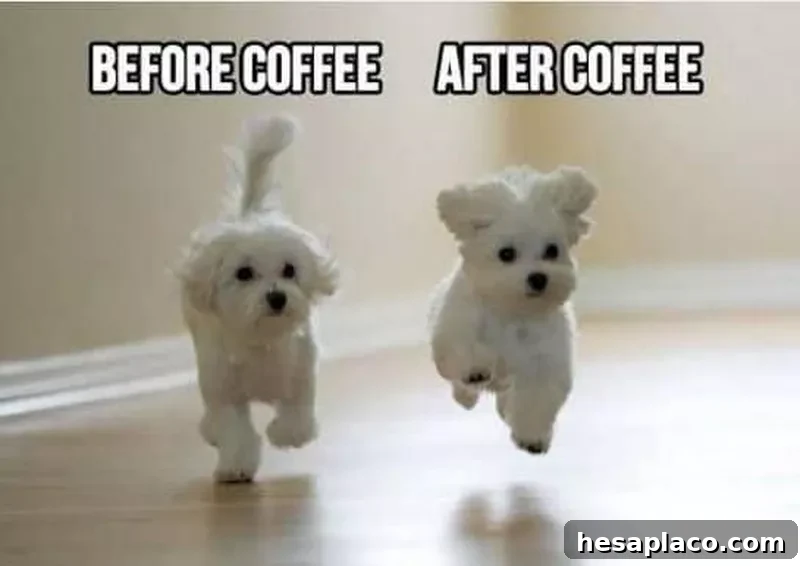 Coffee dogs morning meme