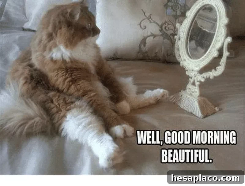 Good morning cat meme