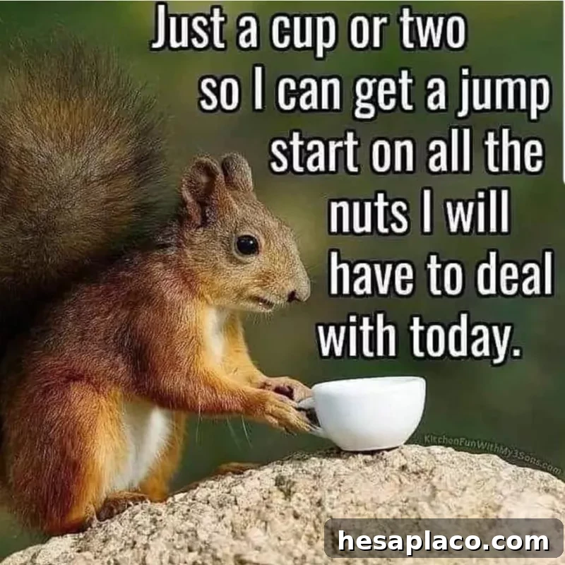 Coffee squirrel meme