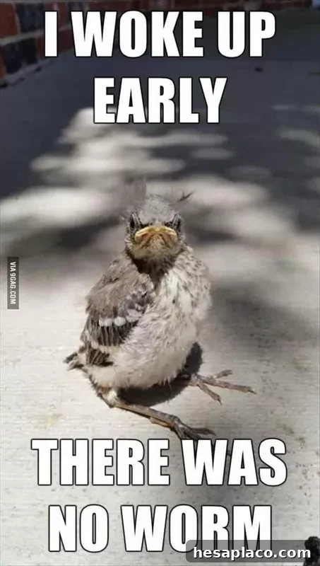 Early bird meme
