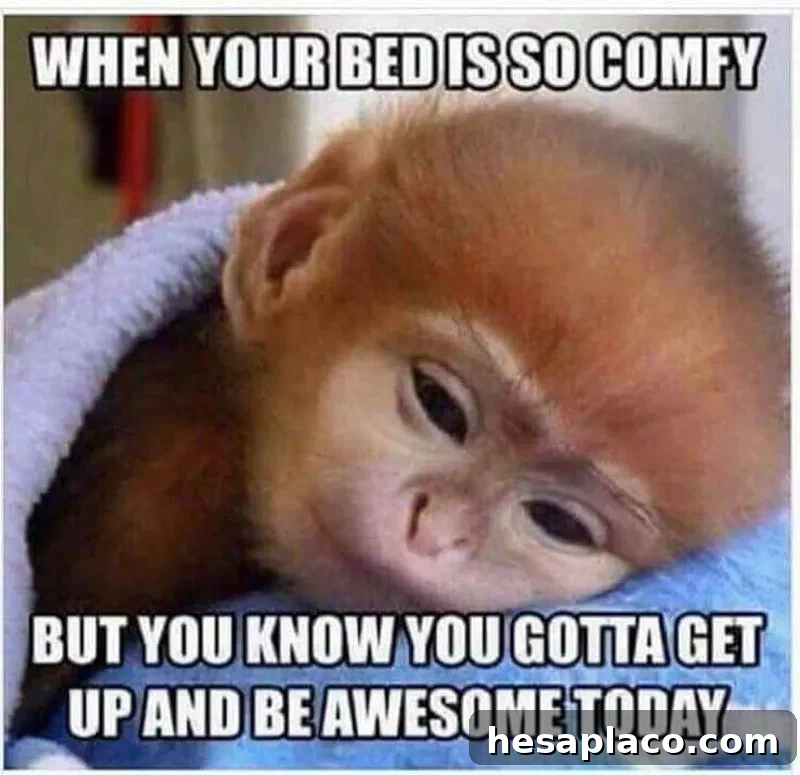 Funny monkey meme