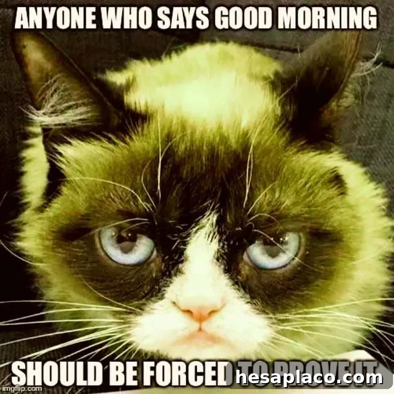 Grumpy cat morning meme
