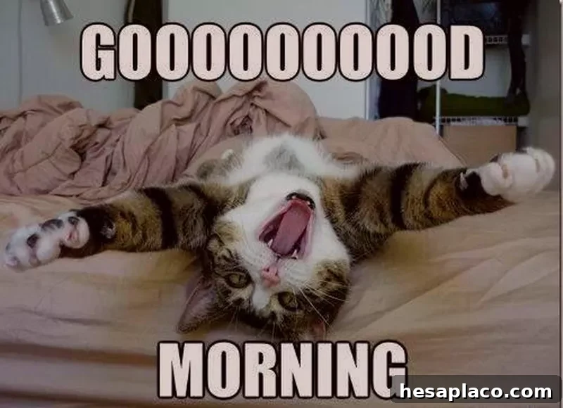 Stretching cat meme