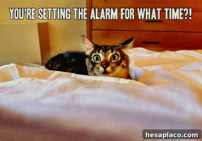 Funny cat meme