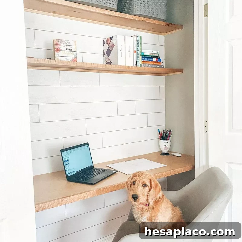 Dog sitting in cloffice