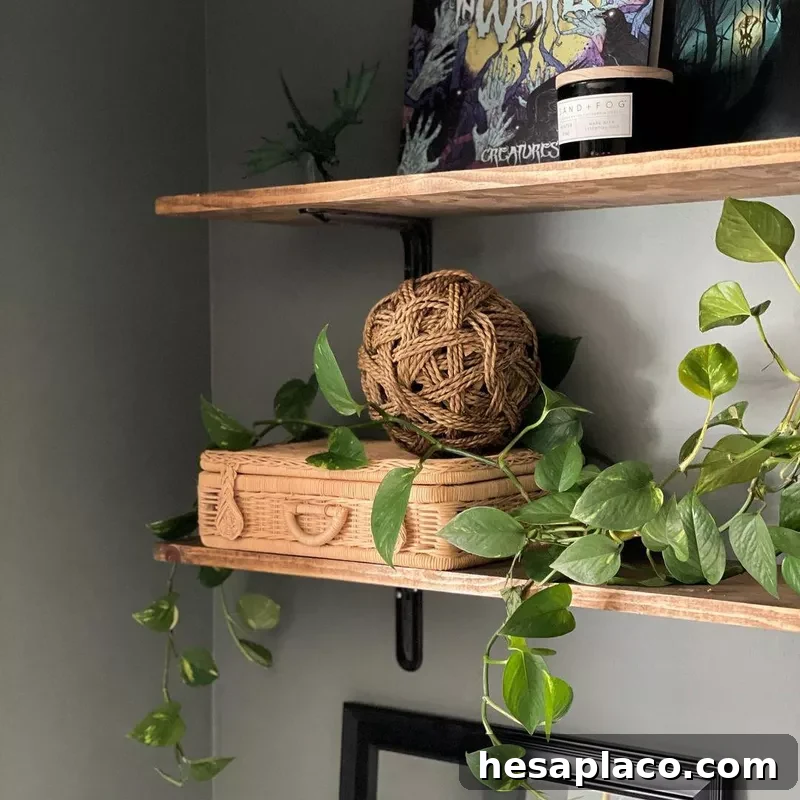 Plants on cloffice shelves