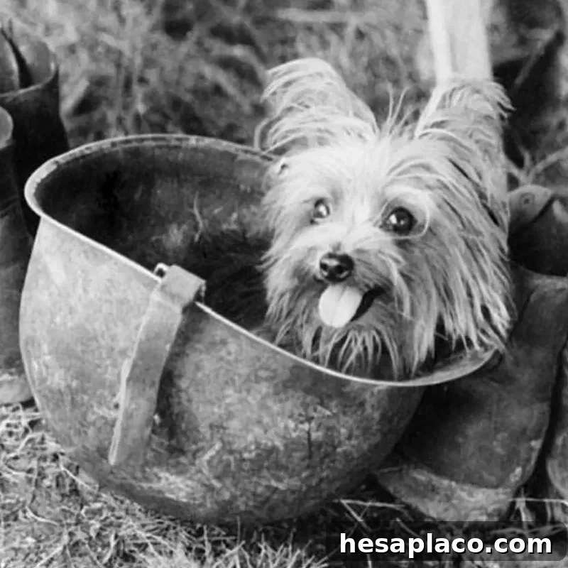 Smoky, the Yorkshire Terrier