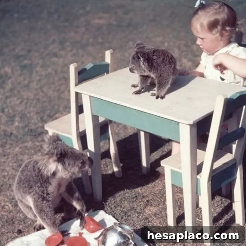 A Picnic with Koalas