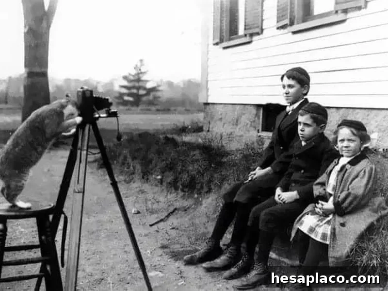 Cat taking photos of three young children