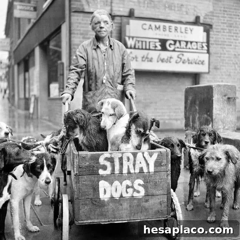 Woman with stray dogs